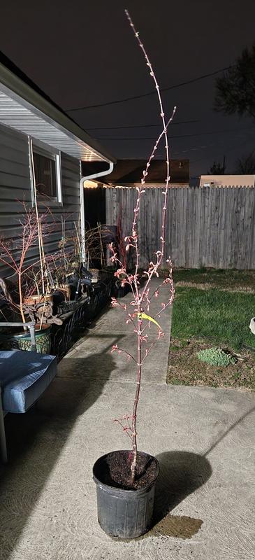 Reviews for 5 gal. Twombly's Red Sentinel Columnar Japanese Red