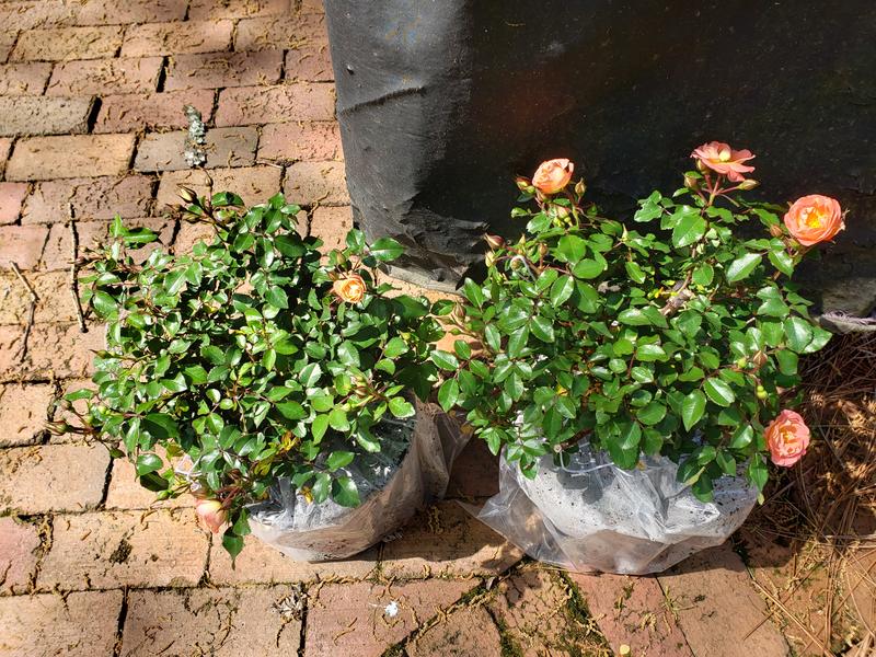 Have a question about Drift 1 Gal. White Drift Live Rose Bush with