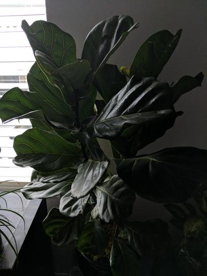 United Nursery Fiddle Leaf Fig Ficus Lyrata Plant Live Plant in 10 inch  White Decor Pot 74516 - The Home Depot