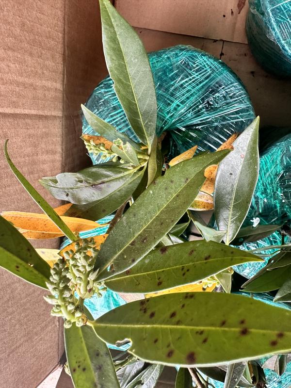 Reviews for Online Orchards 1 Gal. Cherry Laurel Otto Luyken Shrub