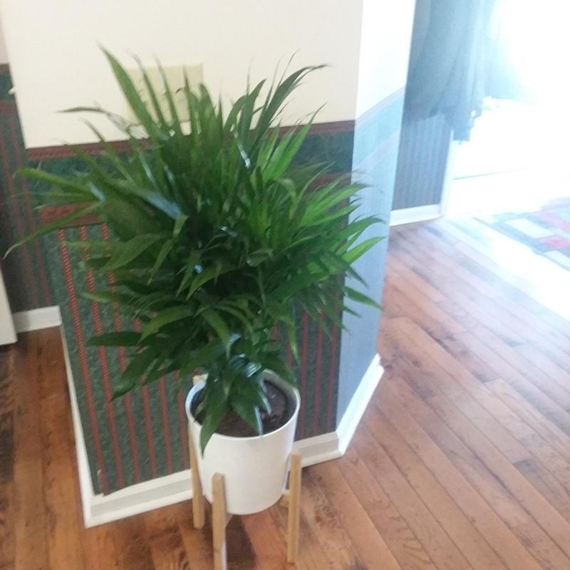 Have a question about Costa Farms Cateracterum Indoor Palm (Cat Palm) in  8.75 in. Grower Pot, Avg. Shipping Height 3-4 ft. Tall? - Pg 2 - The Home  Depot