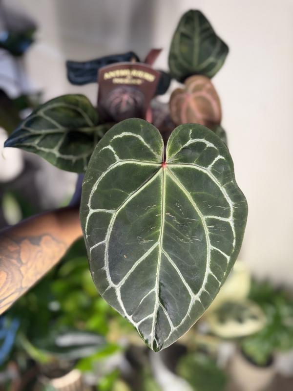 LEAFJOY Anthurium Doc Block Michelle Indoor Plant in 5 in. Ceramic