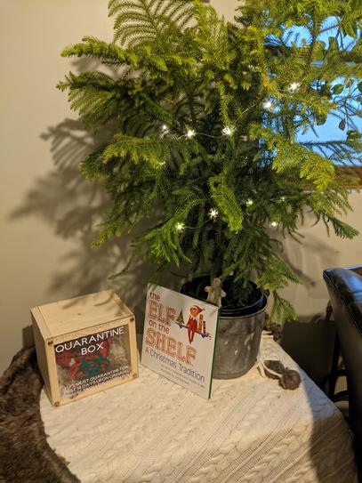 United Nursery Norfolk Island Pine In 9 25 In Grower Pot The Home Depot