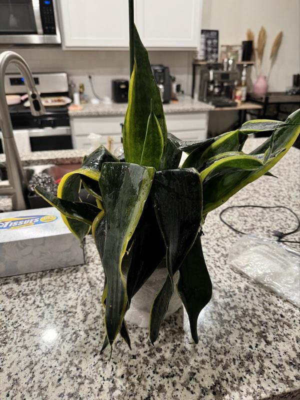 big leaf succulent plants Buy Crassula Ovata Green (Crassula Argentea, Jade Plant) Succulent Plant  Online in India – ChhajedGarden.com main image 0