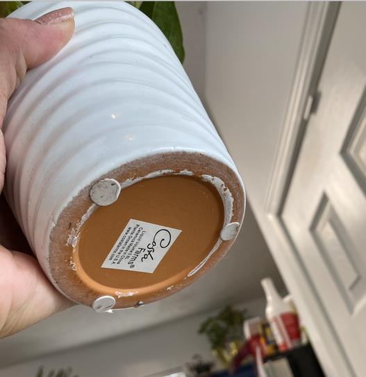 Costa Farms Anthurium Indoor Plant in 4 in. Heart Decor Washable Paper