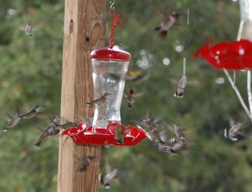 Cedar Works Sipper Hummingbird Feeder Discontinued 100080579 At