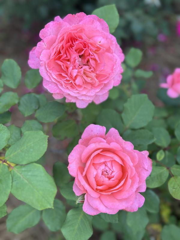 PROVEN WINNERS 4.5 in. Quart, Reminiscent Coral Rose (Rosa), Live