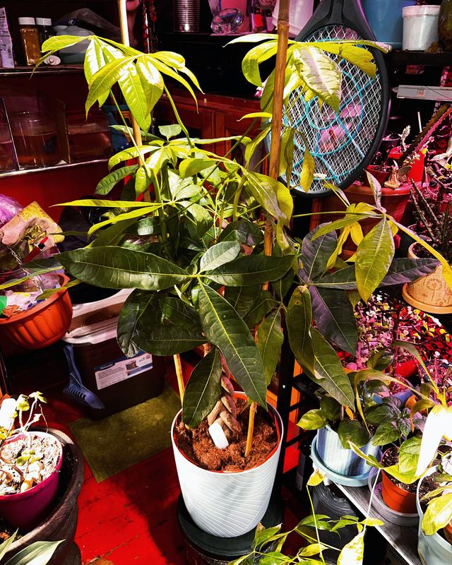 artificial snake plant in stand Artificial Snake Plant | Plants main image 1