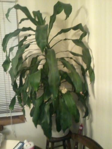 Costa Farms Mass Cane In 8 75 In Grower Pot 10mc2 At The Home