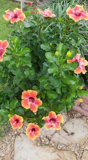 BGI 10 lb. Hibiscus Fertilizer FHIBIS10 - The Home Depot
