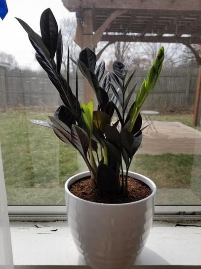 Costa Farms Trending Tropical ZZ Everlasting Indoor Plant in 6 in
