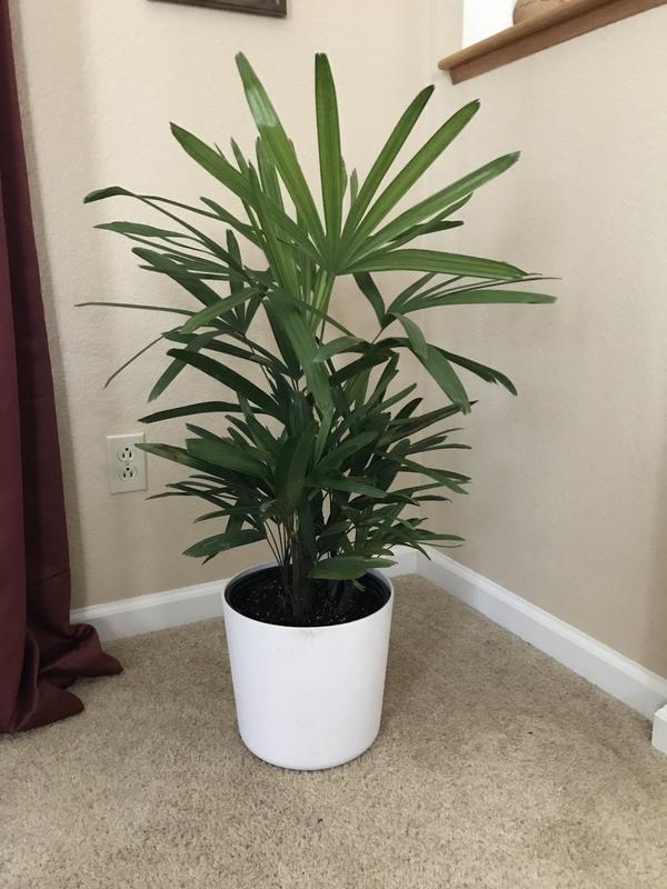 calathea dieffenbachia Sterling Cane: Dieffenbachia - 10