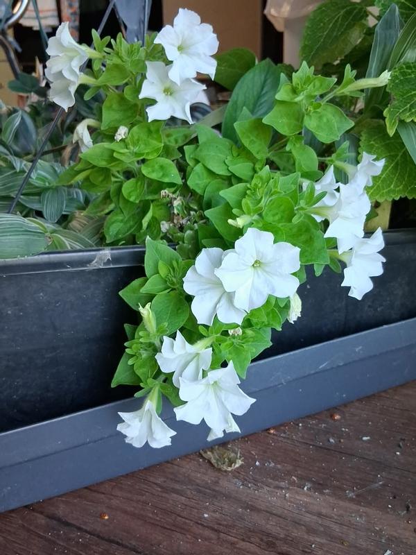 Costa Farms Firefly Petunia Live Outdoor Plant in 45mm Mesh Plug