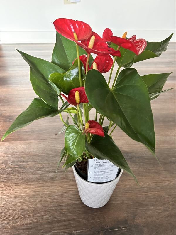 Have a question about Just Add Ice Red 5 in. Essential Anthurium Plant in  Ceramic Pot? - Pg 1 - The Home Depot