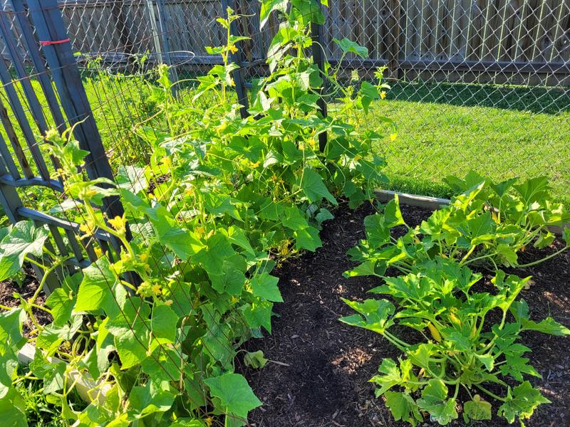 Bonnie Plants 1.19 qt. Crookneck Squash Vegetable Plant (6-Pack
