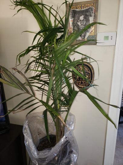 baby deliciosa monstera Monstera deliciosa Mint