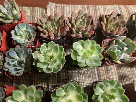 Shop Succulents 2 in. Rosette Succulent (Collection of 40) R40 - The Home  Depot