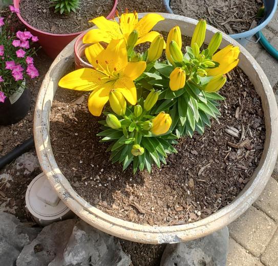 Reviews for ALTMAN PLANTS 2.6 QT. #1 Asiatic Lily Perennial Plant