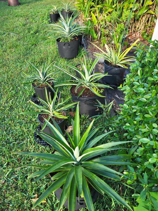 Reviews for Miracle-Gro Cactus, Palm and Citrus Soil 1 cu. ft. For