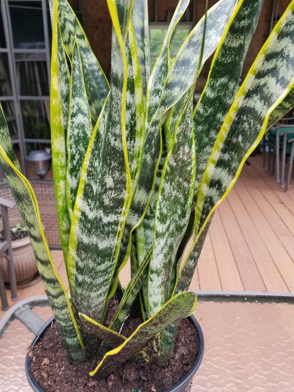 sansevieria trifasciata kaufen Sansevieria trifasciata 'Hahnii Spiral Star'  Secret Garden Plant Shop
