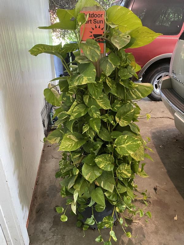 Reviews for Pure Beauty Farms 10 Gal. Totem Pole Golden Pothos Plant in 15  in. Pot | Pg 1 - The Home Depot