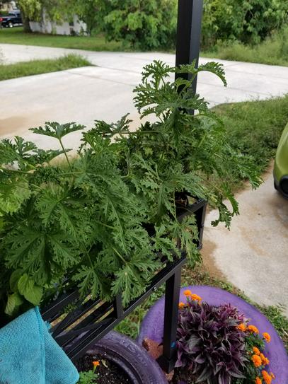 Citronella plant home deals depot