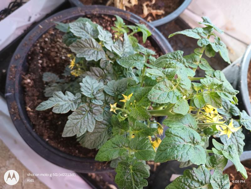 Bonnie Plants 25 oz. Little Bing Cherry Tomato Plant 715339321732
