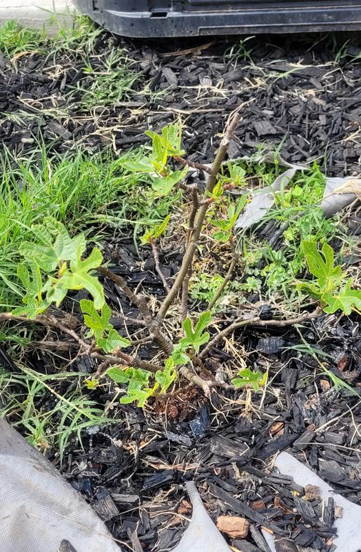 Little Miss Figgy Dwarf Fig Tree