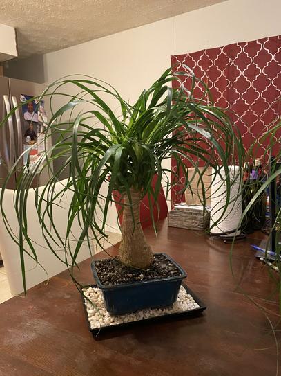 Brussels Bonsai Live Ponytail Palm Indoor Bonsai Tree 6 Years | Uruguay