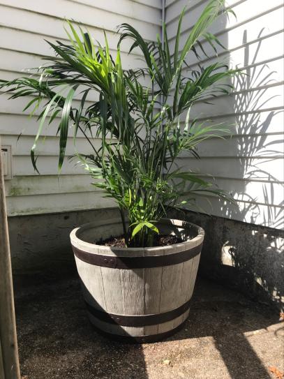 closest money tree Money Tree | Indoor Plants