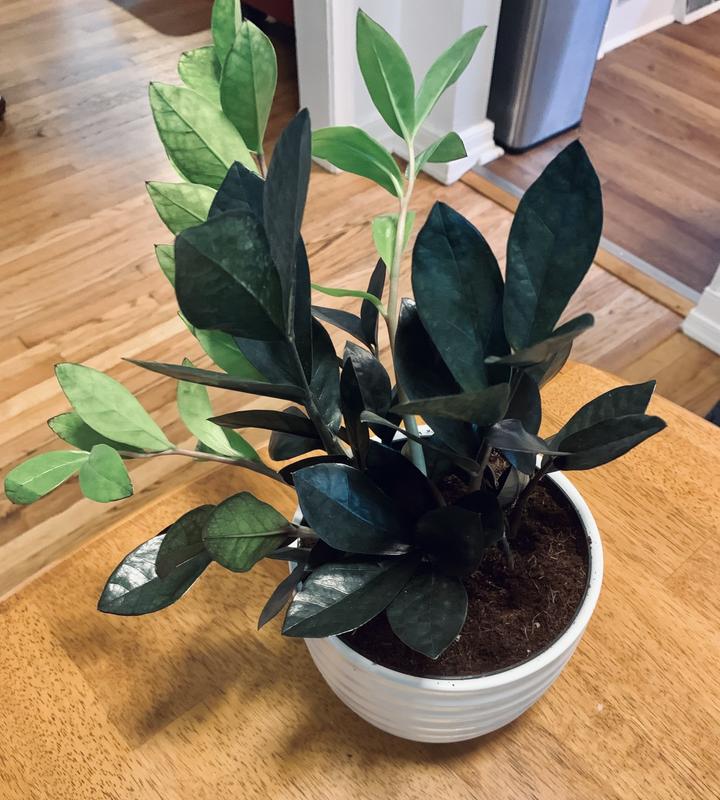 Costa Farms Trending Tropical ZZ Everlasting Indoor Plant in 6 in.  Self-Watering Planter, Avg. Shipping Height 1-2 ft. Tall CO.ZZB6SC.3.TR -  The Home Depot