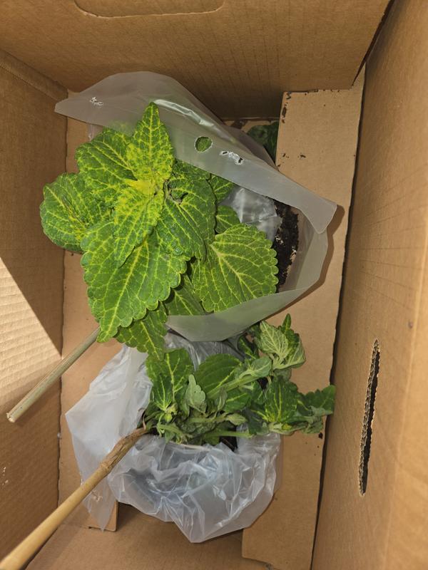 Vigoro 1.38 Pt. Coleus Plant Golden Lace Vegetative in 4.5 In