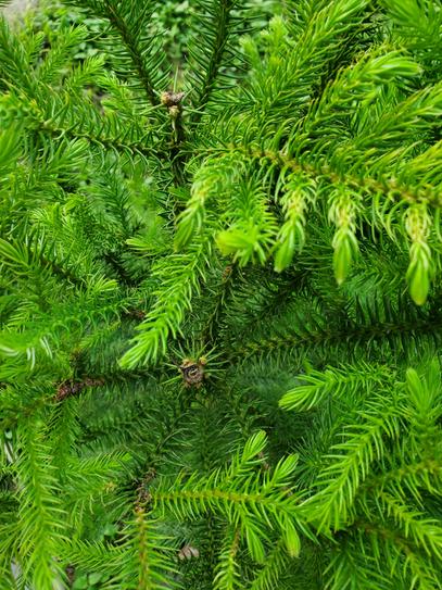 United Nursery Norfolk Island Pine In 9 25 In Grower Pot The Home Depot