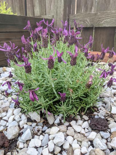 METROLINA GREENHOUSES 2 QT. English Lavender Purple Perennial Plant  (3-Pack) 4034 - The Home Depot