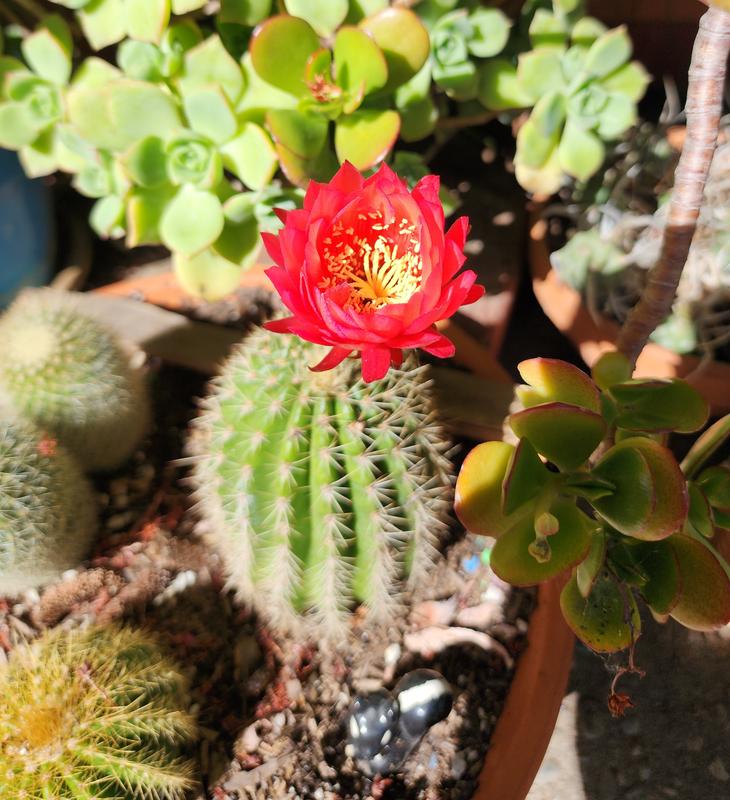 Reviews for Miracle-Gro Cactus, Palm and Citrus Soil 1 cu. ft. For  In-Ground Use or Containers, Great for Succulents, Feeds up to 6-Months |  Pg 1 - The Home Depot