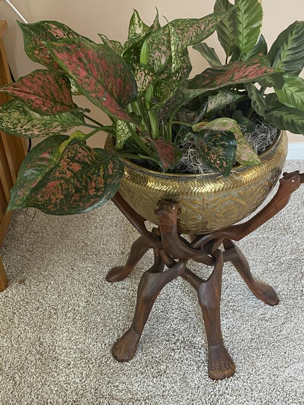 house plants book The Total Book of House Plants