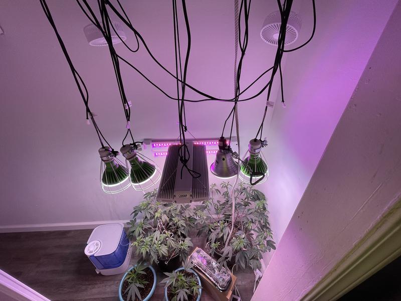 Feit Electric 30-Watt PAR38 Selectable Spectrum for Seeding