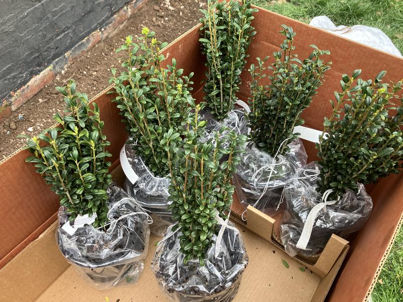 HOLLY T&M Holly Standard Tree Hardy Evergreen Garden Golden King 1
