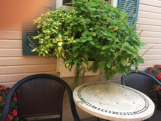 New Age Pet 7.5 in. x 30.3 in. Beige Composite Window Box EPWB103-R30 ...