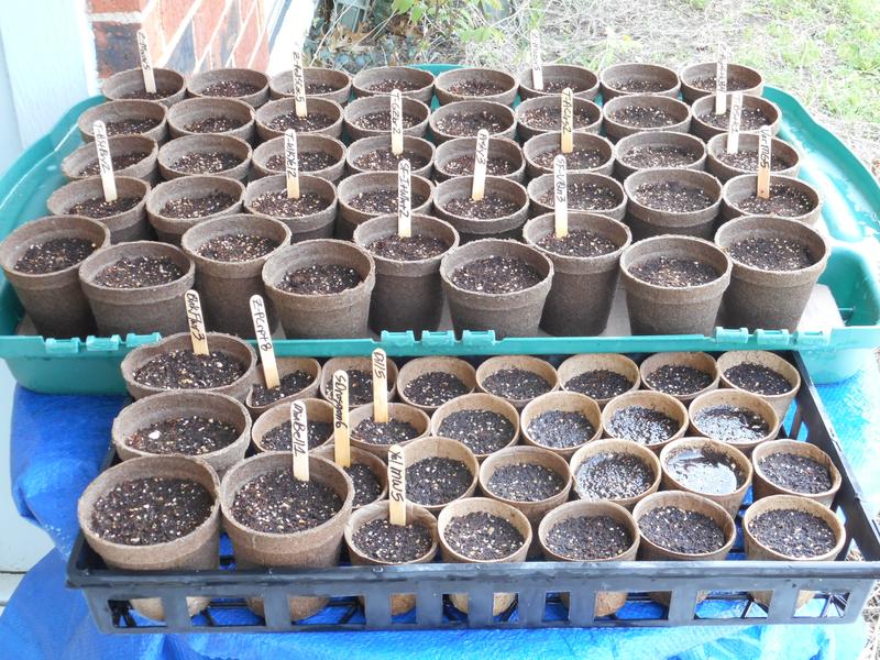 Jiffy 3 in. Round Peat Pot Seed Starter Kit (15-Pots) JP315-54H