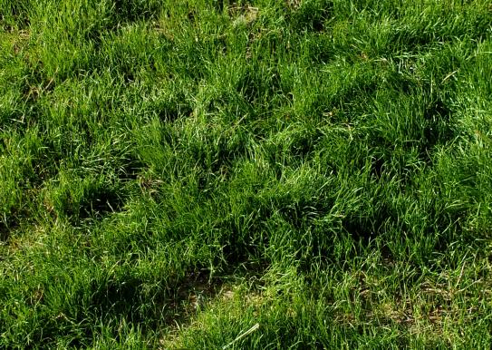 Pennington 50 Lb Annual Ryegrass Grass Seed 100082644 At The Home