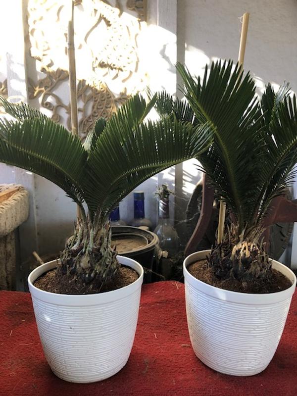 sansevieria plants for sale Sansevieria black brazilian – Succulentasia main image 0
