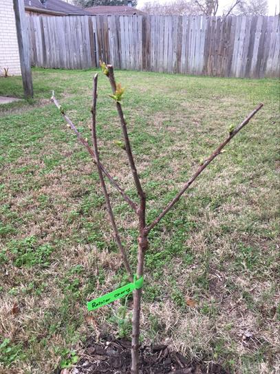 Online Orchards Dwarf Rainier Cherry Tree Bare Root FTCH001 at The Home ...