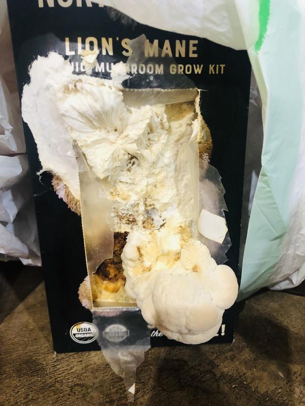 NORTH SPORE Organic Lion's Mane Mushroom Spray and Grow KIT