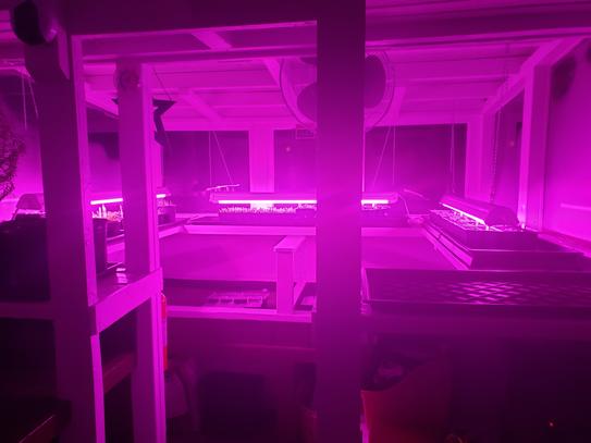 toggled 4 ft. 32-Watt 2-Light LED Grow Light (LED Tubes Included