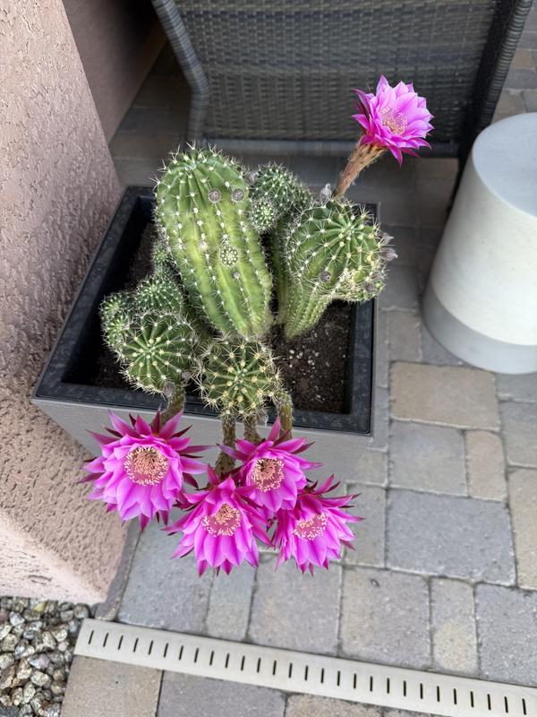 Have a question about Miracle-Gro Cactus, Palm and Citrus Soil 1