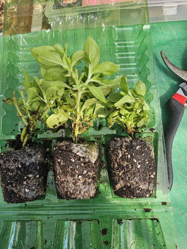 Costa Farms Firefly Petunia Live Outdoor Plant in 45mm Mesh Plug