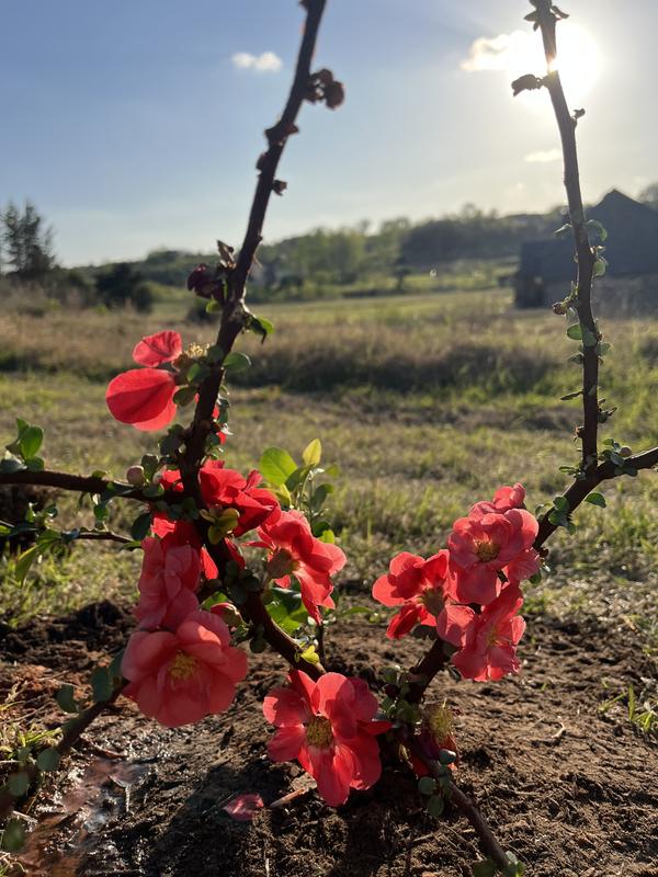 PROVEN WINNERS 2 gal. Double Take Peach Quince (Chaenomeles