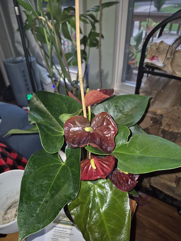 PPC INTERNATIONAL LLC Purple (Anthurium) Plant in 4 in. Grower Pot