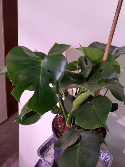 picture of a rubber tree plant Ficus Burgundy Tree Form Single Stem, Rubber Tree